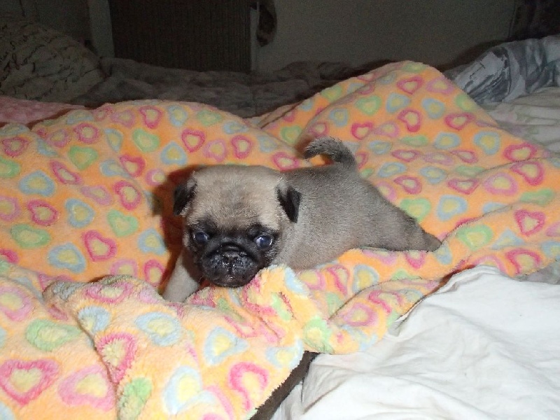 Du Temple D'Emeraude - Carlin - Portée née le 23/04/2015